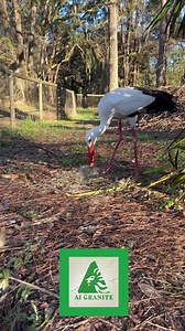 4.2K views · 40 reactions | Male European white stork, Fernando, is adding some special nesting material to the top of his HUGE nest! Our storks have just laid their third egg of the season and are hoping to be successful parents again this year! This video is sponsored by A1 Granite, LLC, North Florida’s highest rated and most awarded granite company 諸 | North Florida Wildlife Center | Facebook
