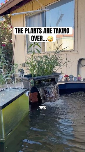 I Think This Is Getting Out of Control… 😳#koipond #pond #bogfilter #plantgrowth #minipond #diypond