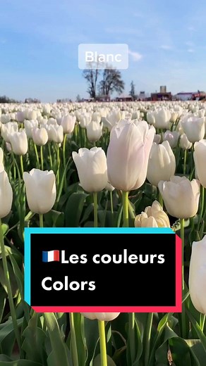 Quelle est ta couleur préférée ? Moi c’est le bleu 🔵 #learnfrench #tulip #colors #francais #frenchlesson
