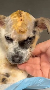 85K views · 7.5K reactions | Elsa e doar un pui. Un pui care nu vede...