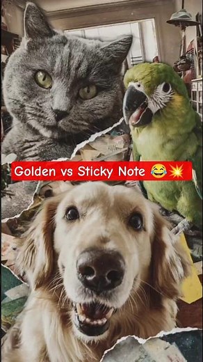 CCTV Gold: Golden Retriever vs Sticky Note! 😂🐾 | Try Not to Laugh #shorts