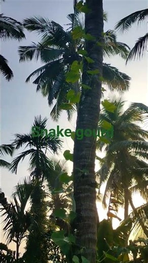 snake gourd plant climbing coconut tree#home garden#villagelife