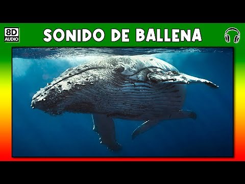 Whale sound - whale song
