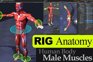 Rig Anatomy Muscles