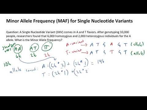 How to Calculate the Minor Allele Frequency MAF in Single Nucleotide Variants