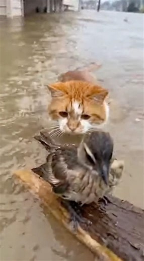 Incredible Rescue: Hero Cat Saves Bird From Flood Waters!