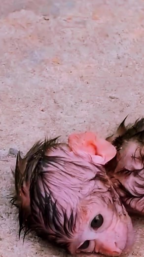 Tài khoản được đề xuất