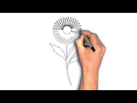 How to Draw Aster Flower