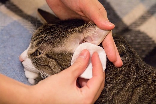9 Best Ear Mite Treatment for Cats in 2026 - Reviews & Top Picks - Catster