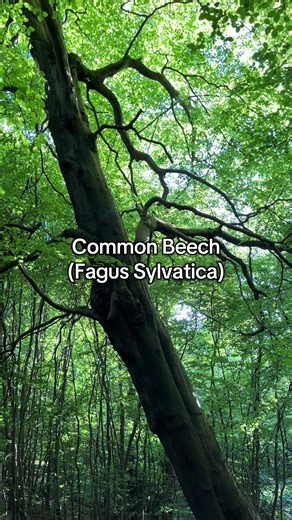 Discover the Ancient Common Beech Tree