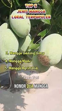 5 BEST TYPES OF INDONESIAN LOCAL MANGOES #shorts #agriculture #mango