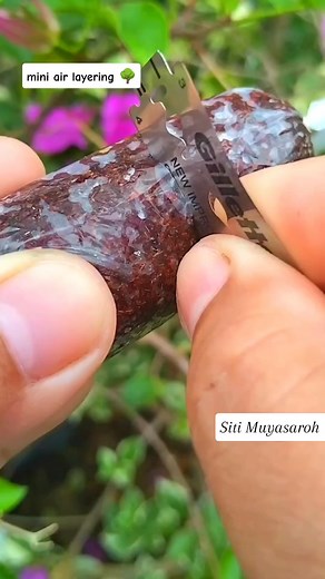 Mini air layering simple and effective 🌿👍 #airlayering #plant #reels #gardening #greenthumb #fblifestyle | Siti Muyasaroh