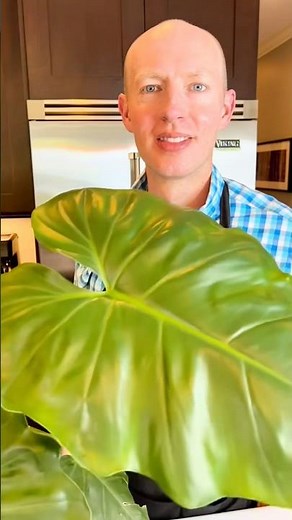Repotting my Philodendron giganteum! #philodendron