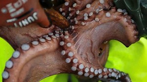 Plan to build first-ever octopus farm in the world raises concerns
