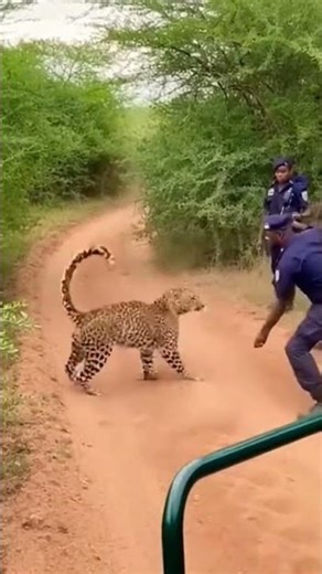 Leopard Attacks Rescue Team During Operation | Terrifying Moment Caught on Camera