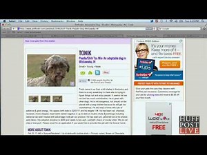 Dog With A Human Face Up For Adoption