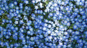 Field of the Blue Nemophila Flower (Blue Spring Flower) in Hibiya Park Garden -Tokyo, Japan in summer spring sunshine day time -4K UHD video movie footage short