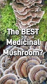 Turkey Tail: the BEST medicinal mushroom?