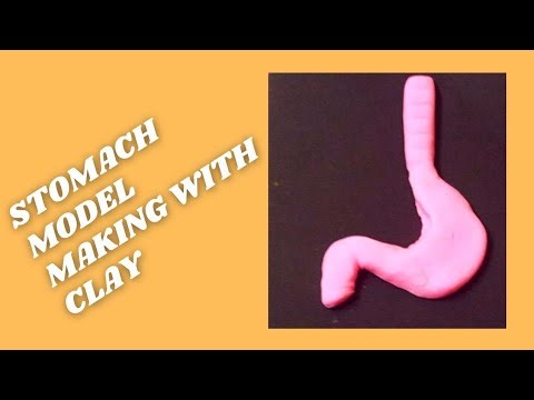 internal organ model/ stomach model using clay/ clay modelling of stomach