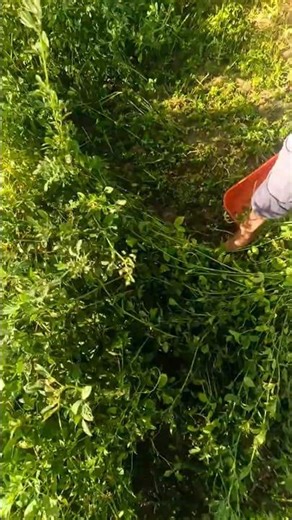 Fastest Grass Cutting Machine Ever 😍🔟 Grass Cutting Machine Unboxing & Test 2026