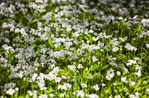 5 Ground Covers That Grow in Full Shade