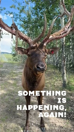 Elk Shedding Velvet #YukonWildlifePreserve #Elk #Antlers #RutSeason #MeetTheNorth