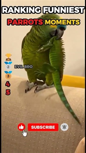 Ranking Funniest Parrot Moments (Part 5)#funny #shorts