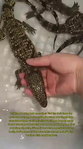 How to Take Care of a Baby Crocodile | Full Care Guide for Reptile Enthusiasts