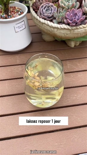 jardiner avec maman | "🌸 Votre clivia (Clivia miniata) pousse lentement et ne fleurit pas ? Pas de panique ! 🌿✨ Je vous partage mes astuces pour favoriser une... | Instagram