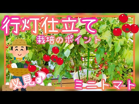 大量収穫/ミニトマトの行灯仕立て/プランター栽培/家庭菜園/2023年