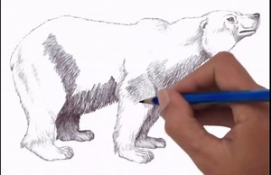 Polar bear drawing step by step with fur and shading tips