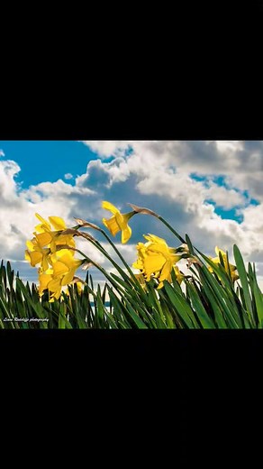 A little springtime meditation. #lianeradcliffephotography #springtime #calm #birdphotography #daffodils | Liane Radcliffe Photography