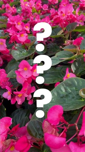 Your Property Deserves Premium Landscaping. Call Phoenix 📞🌱