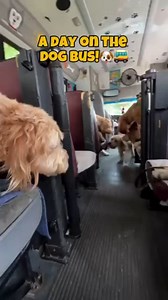 2.4K views · 10K reactions | A day on the dog bus!!!  Pretty fun day if you ask us… Anyone want to come along for a ride on the dog bus?浪 | ruffandpuffyyc | Facebook