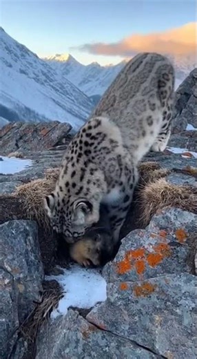 Snow Leopard vs. Marmot: A Cliff Edge Escape