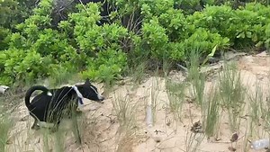 This video of happy Skipper will make you smile! He loves to go for walkies and play in the water. Want to meet Skipper? Please visit him at the shelter. #happydog #skipperthedog #rescuedog #shelterdogsrock | Cayman Islands Humane Society