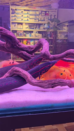 Explore the Red Fire Eel in Aquariums