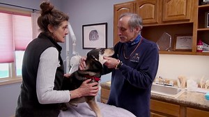 Watch The Dog Doc for Free Online | Pluto TV
