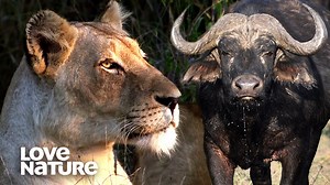 Watch as this female-led #lion pride fights to protect their cubs against a trio of male lions in a heart-stopping battle for survival. | Love Nature