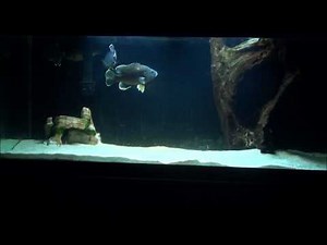 First US Native Species Tank