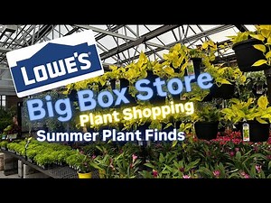 Big Box Store Plant Shopping at Lowe's Summer Plant Finds Cheap and Budget Friendly Houseplants