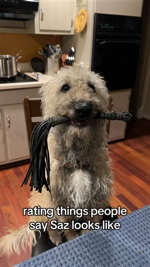 Laekenois living in AL 🌻 on Instagram: "What does Saz look like to you? Perhaps a worm on a string? All of these are p accurate though 😂 I love hearing everyone’s opinions! #laekenois #belgianshepherd #raredog #dogtricks #sazholdingstuff"