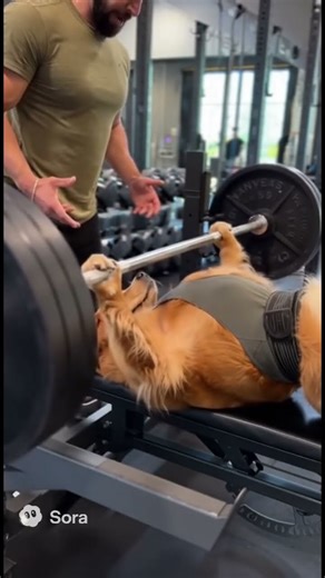 Since when can dogs do bench press ? #dogs #benchpress #gym
