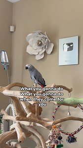 Ok Mate 🚨🚨🚨#funnyparrot #talkingparrot #parrot | Gizmo the Grey Bird