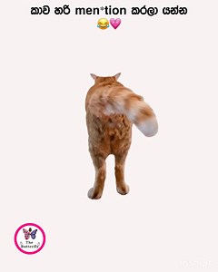 😂 | The Butterfly