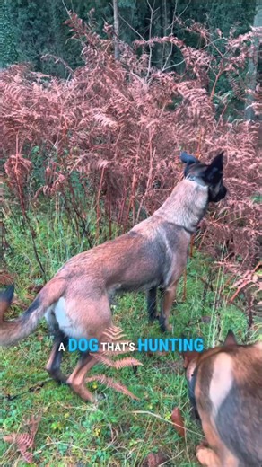 Precision K9 - Dog Training by Luke Appleby on Instagram: "e-Collar Training done right! In this reel, you’ll see Mavis enjoying the hunt without any drama and stress for all involved (Mavis, myself and of course the deer). Watch how she self regulates, stays calm and makes her own good decisions. What’s great is she’s doing it all without any commands or the e-collar in that moment because she’s learned so well. The collar’s there if I need it, but because she’s so well-conditioned, she’s free