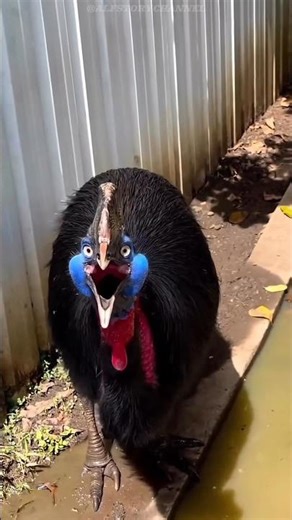 This Is the Dino Chicken #shorts #cassowary