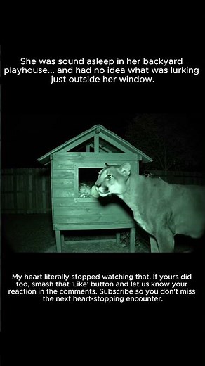 10 Footage of Scary Mountain Lion Encounters You Need to See