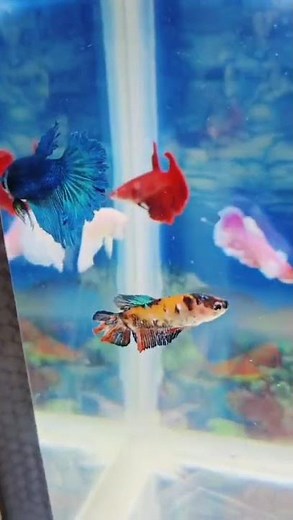 🌸 Beautiful Female Betta Fish Group 🐠 | Peaceful Betta Sorority Tank Setup 😍 | Must Watch short💧