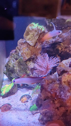 some of my favorite fish, absolutely mesmerizing #reef #reeftank #firefish #ringmastersreef